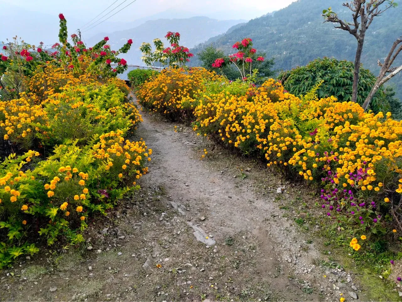 Lungsu Kanchan View Homestay - Vibrant Marigold Garden Walkway