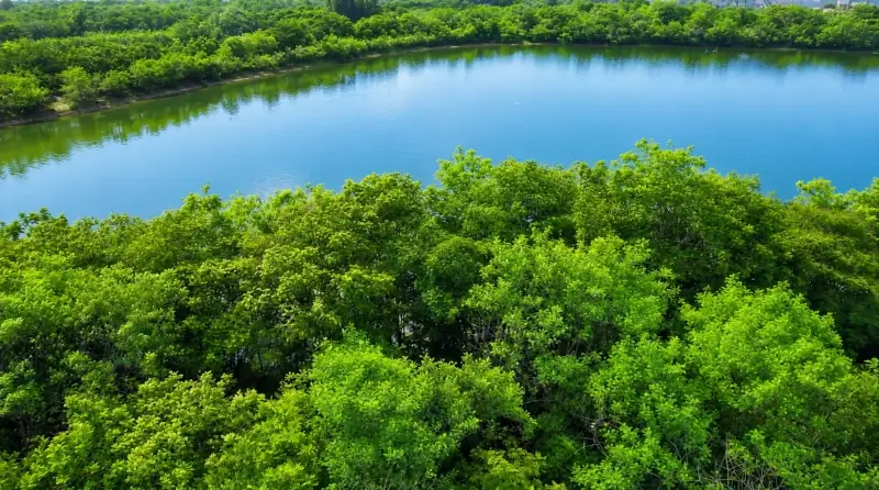 Harvesting Pond