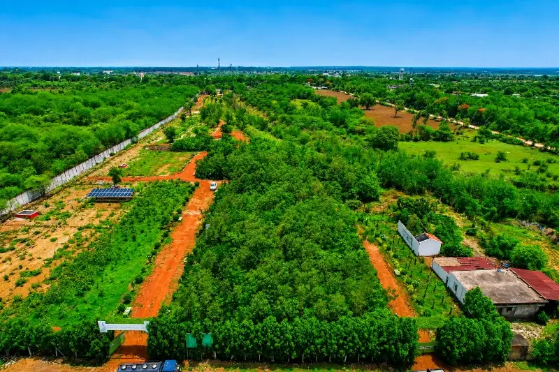 Miyawaki Forests
